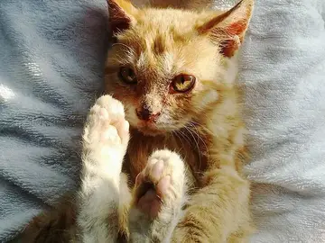 Nimo, un gato abandonado que se alimentaba de la suciedad de su cuerpo y que fue rescatado por Ek Park Nimo, un gato abandonado que se alimentaba de la suciedad de su cuerpo y que fue rescatado por Ek Park