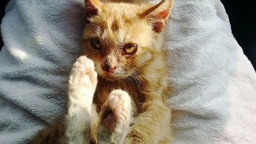 Nimo, un gato abandonado que se alimentaba de la suciedad de su cuerpo y que fue rescatado por Ek Park