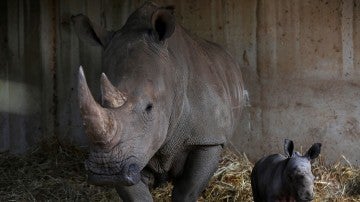 Los cuernos de rinoceronte, un valioso tesoro