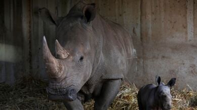 Matan a un rinoceronte de noche en un zoo en las afueras de París para robar su cuerno