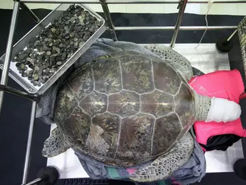 La tortuga Om Sin descansa tras la operación junto a las monedas La tortuga Om Sin descansa tras la operación junto a las monedas