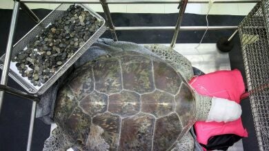 Muere Omsin, la tortuga a la que sacaron 915 monedas del estómago en Tailandia