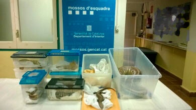 Descubren a un joven con 21 reptiles sin licencia en casa después de sufrir un accidente en su coche cargado de ratas