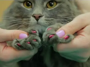 Frame 39.189333 de: Un spa-gimnasio ruso ofrece paquetes de tratamientos para perros y gatos Frame 39.189333 de: Un spa-gimnasio ruso ofrece paquetes de tratamientos para perros y gatos