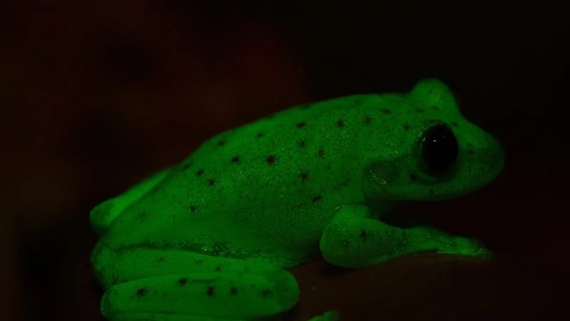 Descubren en Argentina el primer anfibio fluorescente conocido en la Tierra Descubren en Argentina el primer anfibio fluorescente conocido en la Tierra