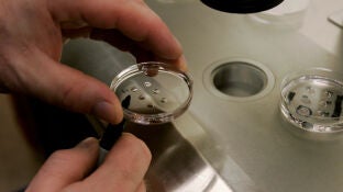 Fecundaci&oacute;n in vitro