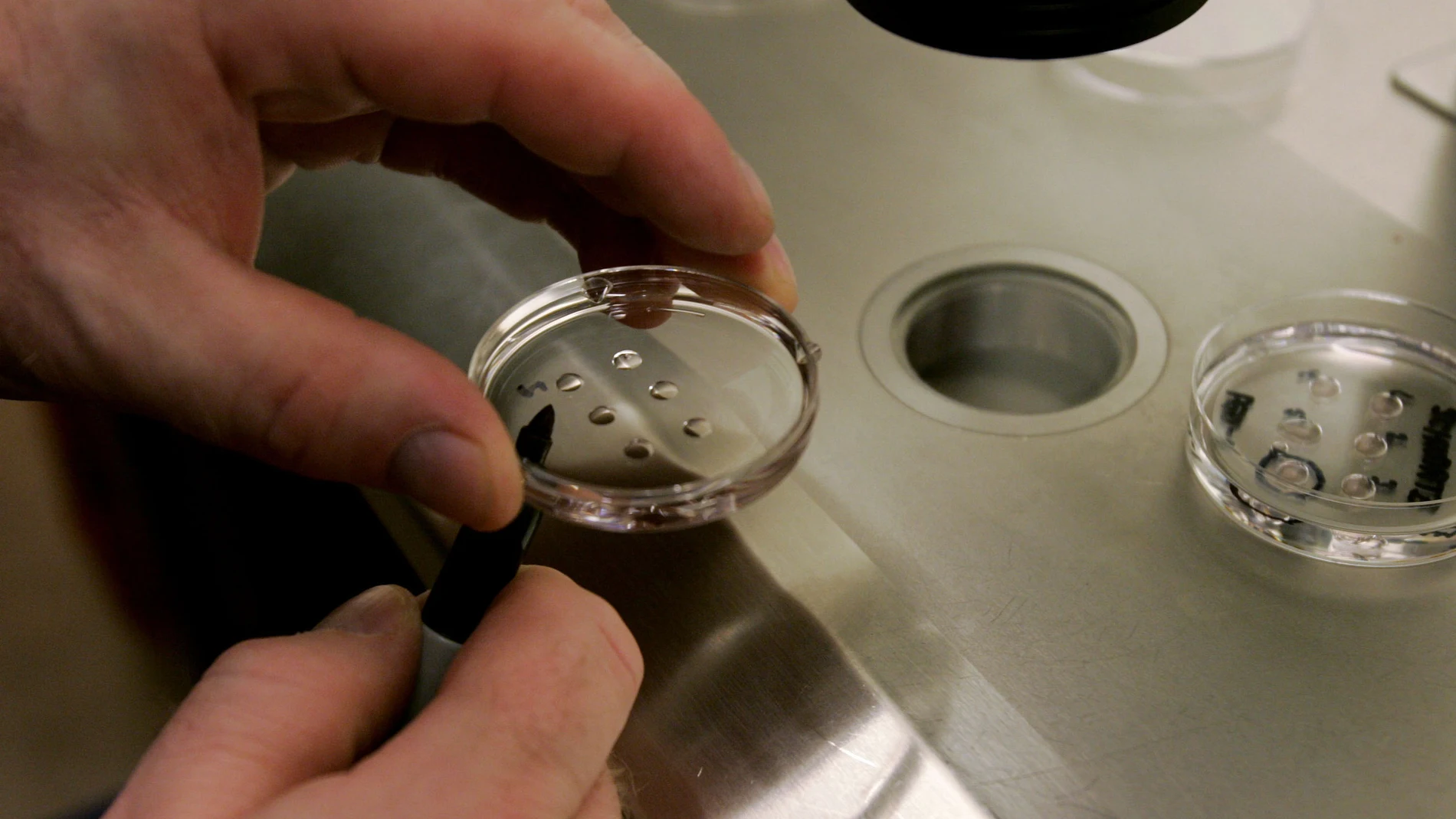 Fecundación in vitro Fecundación in vitro
