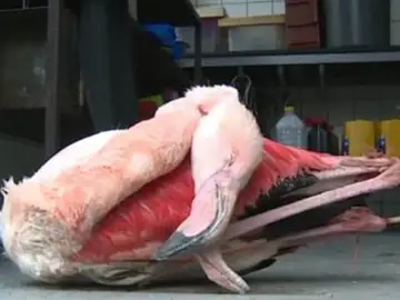 El flamenco muerto El flamenco muerto
