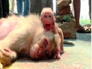 El bebé mono llora la muerte de su madre