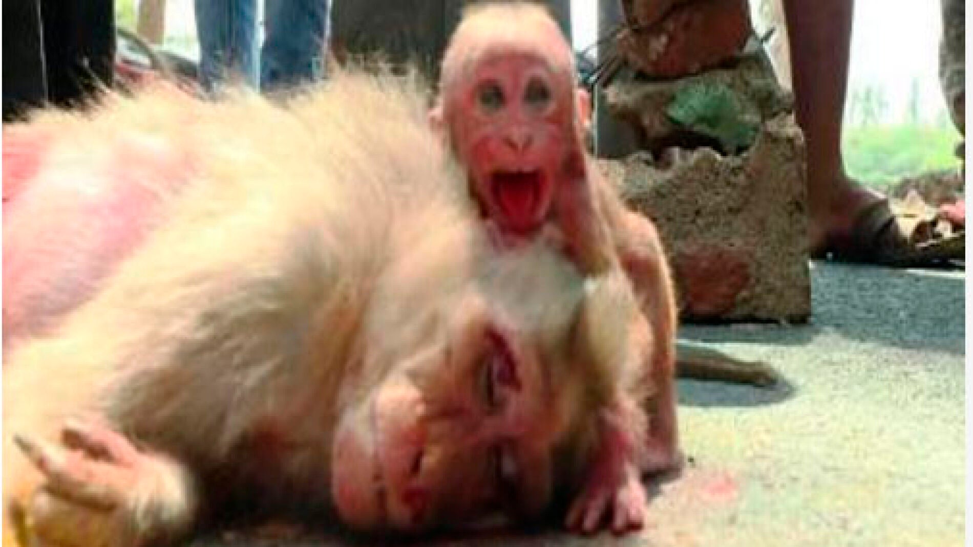 El beb&eacute; mono llora la muerte de su madre