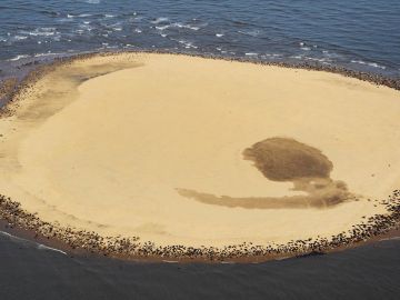 4.000 focas en un banco de arena