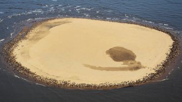 4.000 focas en un banco de arena