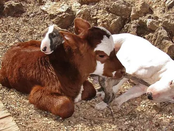 Moonpie, la ternera que se considera un perro Moonpie, la ternera que se considera un perro