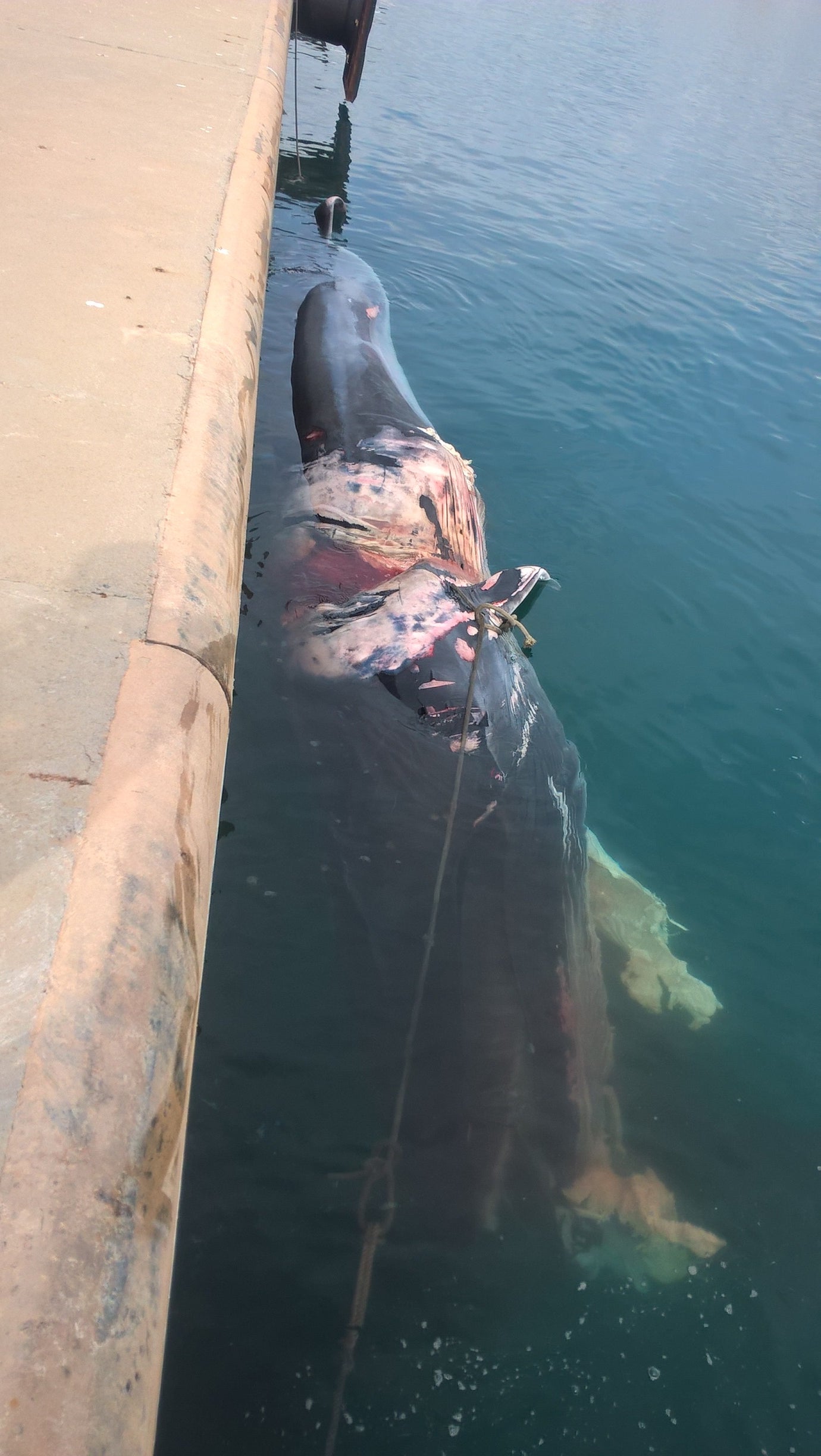Hallado un cachalote muerto en el puerto de Sagunto (Valencia) Hallado un cachalote muerto en el puerto de Sagunto (Valencia)