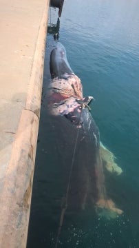 Hallado un cachalote muerto en el puerto de Sagunto (Valencia)