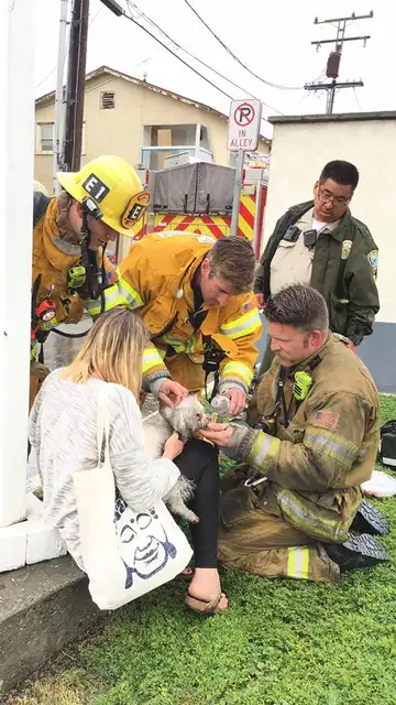 Los bomberos consiguen reanimar al perro Los bomberos consiguen reanimar al perro