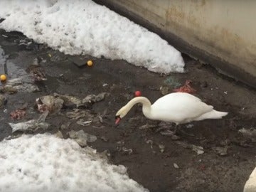 Un cisne limpia el agua contaminada