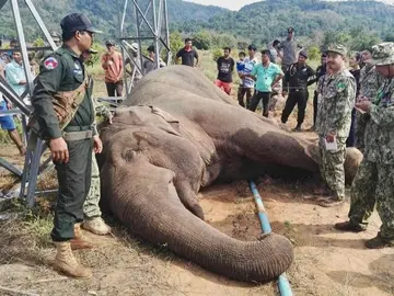 Un elefante muere electrocutado en Camboya Un elefante muere electrocutado en Camboya