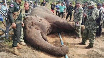 Un elefante muere electrocutado en Camboya