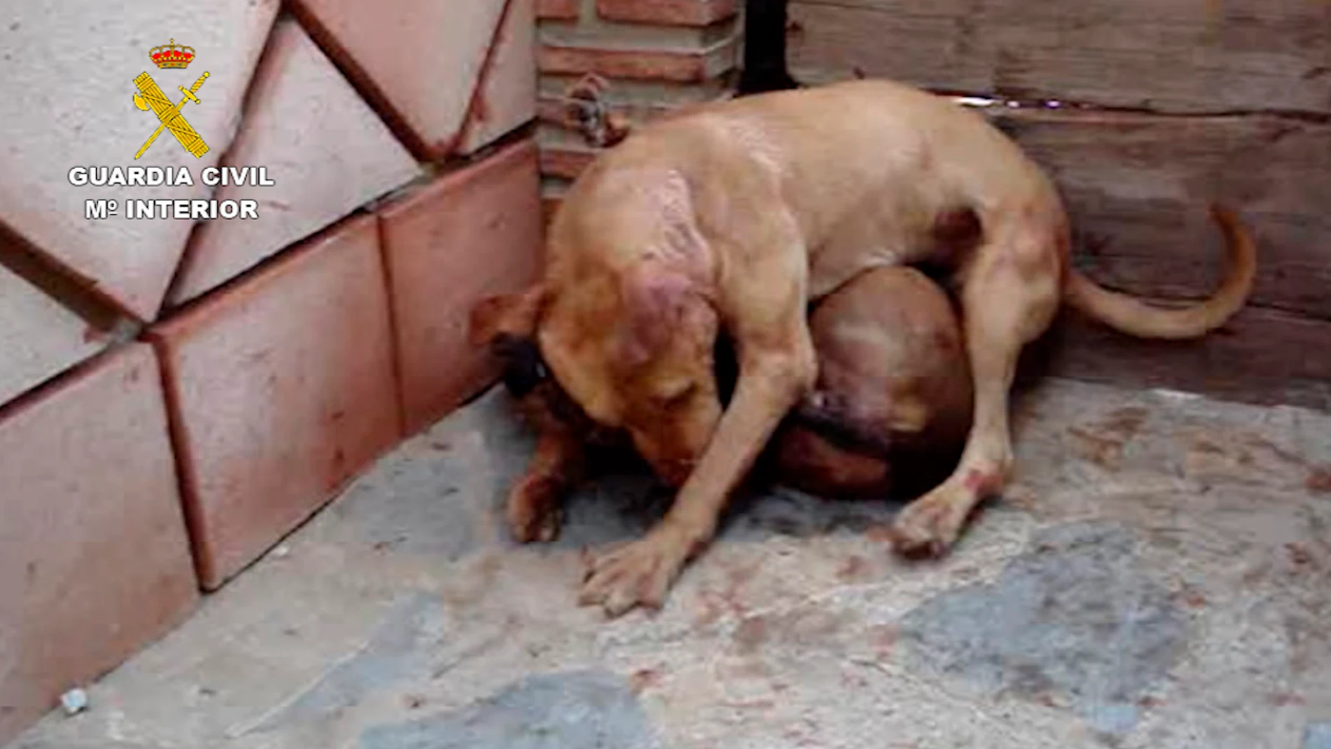 Uno de los perros obligados a pelear Uno de los perros obligados a pelear
