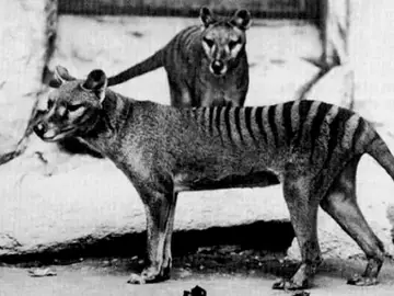 tigre de Tasmania tigre de Tasmania