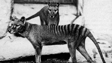 El tigre de Tasmania, que se creía extinguido desde hace 80 años, podría seguir vivo