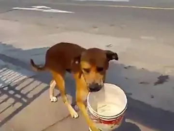 El perro pidiendo agua El perro pidiendo agua