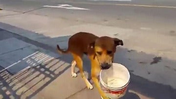 El perro pidiendo agua