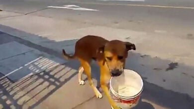 Un perro pidiendo agua con un cubo tras la sequía que afecta a Perú emociona a las redes