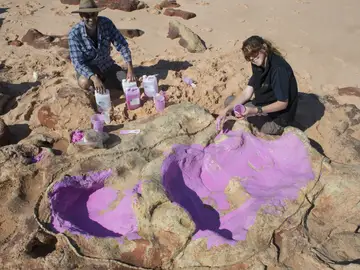 Descubren una huella de dinosaurio de 1,7 metros de larga Descubren una huella de dinosaurio de 1,7 metros de larga