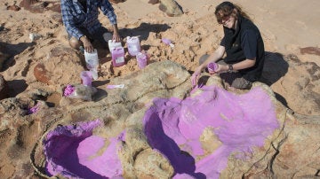 Descubren una huella de dinosaurio de 1,7 metros de larga