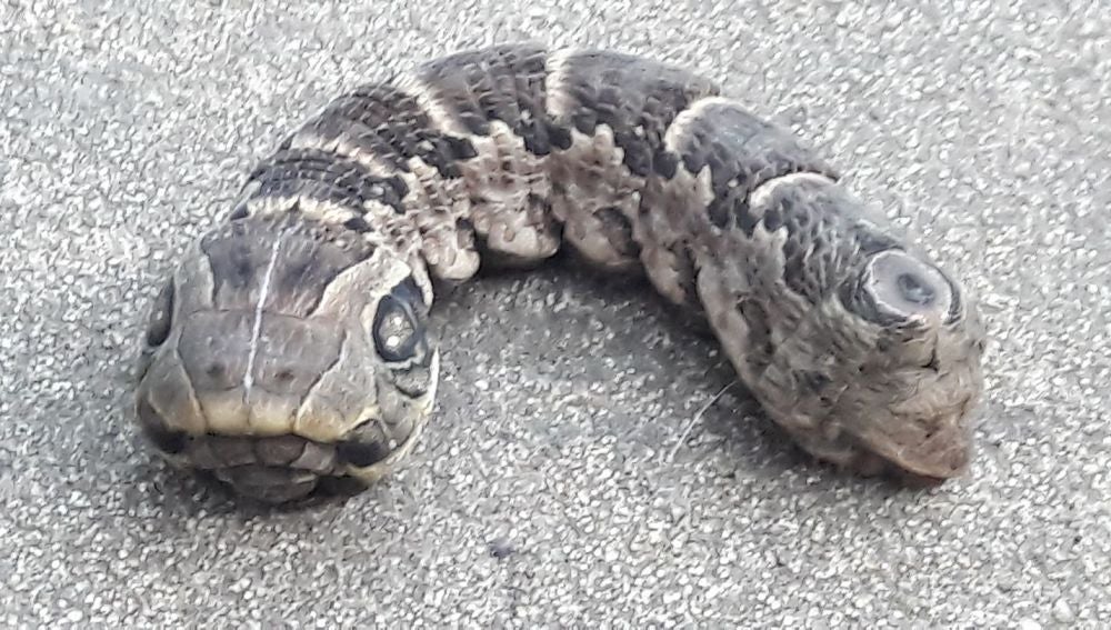 Serpiente con dos cabezas