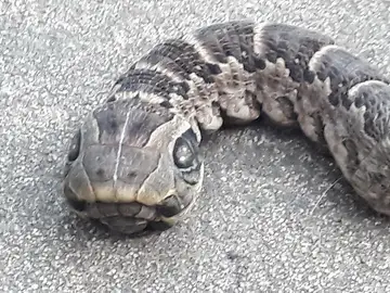 Serpiente con dos cabezas Serpiente con dos cabezas