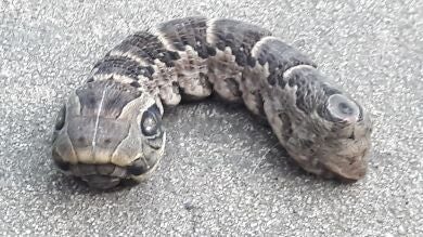 Encuentran una extraña criatura que parece una serpiente con dos cabezas y tres ojos