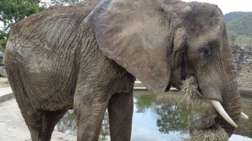 Ruperta, la elefante desnutrida