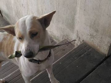 Tua Plu agradece a la mujer que le da de comer con pequeños regalos