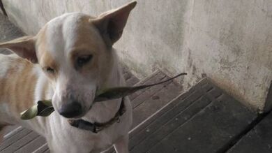 Una mujer da de comer a un perro callejero y éste se lo agradece día a día con pequeños regalos