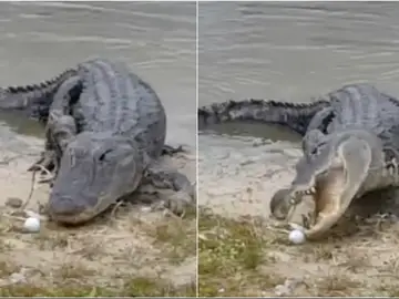 Un cocodrilo se come una pelota de golf en un campo en Florida Un cocodrilo se come una pelota de golf en un campo en Florida