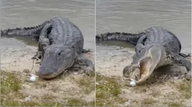 La denunciable 'broma' de dos golfistas con un cocodrilo: le lanzan una pelota y el reptil se la come