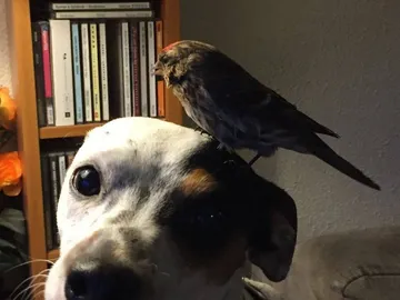 Bibí se posa sobre la cabeza de Diamond, su nuevo mejor amigo Bibí se posa sobre la cabeza de Diamond, su nuevo mejor amigo