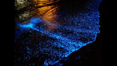 Miles de surfistas experimentan la sensación de deslizarse sobre olas luminosas en playas bioluminiscentes 