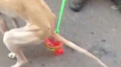 Un murciano patenta el 'recogecan', un utensilio que recoge las heces de los perros antes de que caigan al suelo