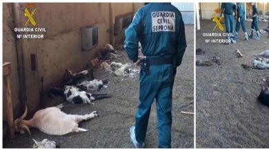 Detenida una ganadera en Huesca por dejar morir de hambre a 350 cabras