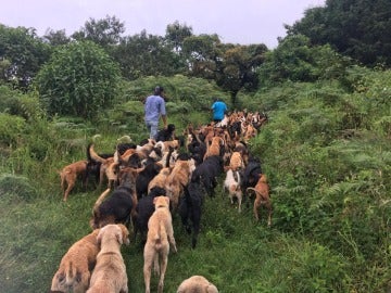 Algunos de los perros del refugio