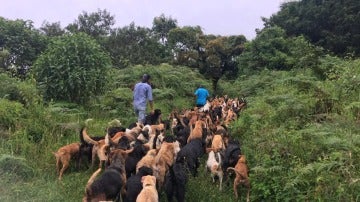 Algunos de los perros del refugio