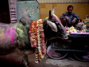 Las vacas son sagradas en la India Las vacas son sagradas en la India