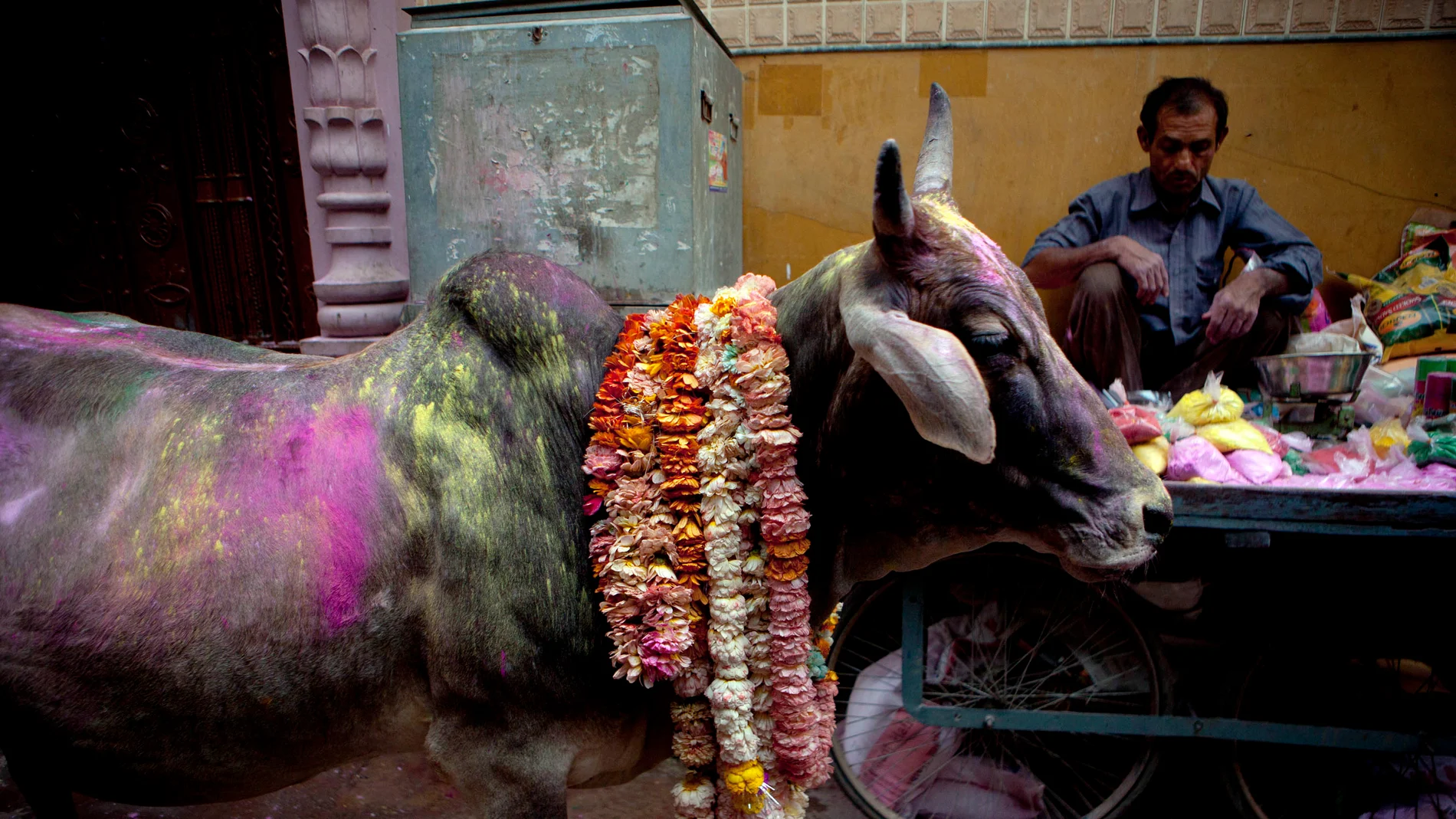 Las vacas son sagradas en la India Las vacas son sagradas en la India
