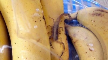 Y el escorpión llegó de quién sabe dónde