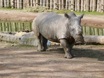 Uno de los rinocerontes a los que le han cortado los cuernos Uno de los rinocerontes a los que le han cortado los cuernos