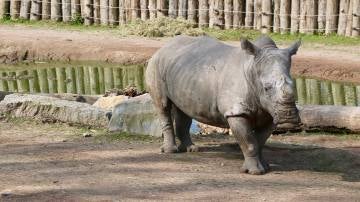 Uno de los rinocerontes a los que le han cortado los cuernos